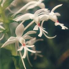 Image result for Calanthe