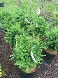 Maybe you would like to learn more about one of these? Buxus Green Mountain Boxwood Green Mountain 3 Behmerwald Nursery