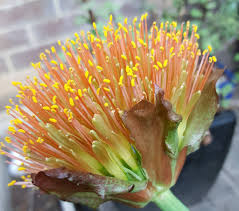 Image result for Scadoxus pole-evansii