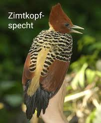 Pin Von Herbert Sieber Auf Vogel In 2020 Specht