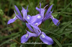 Image result for Moraea carsonii