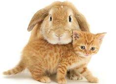 So children can be left unattended. 27 Bunnies And Kittens Ideas Kittens Animals Cute Animals