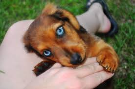 Long Hair Double Dapple Blue Eyed Doxie Pup Beautiful Wow Dachshund Love Dachshund Dachshund Dog