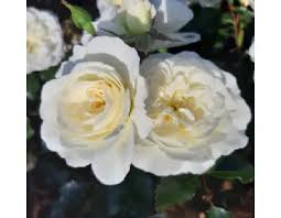 Altre varietà hanno una duplice fioritura che le rendono. 50 Reducere Inventar Imens Super Popular Fiori Bianchi Simili Alle Rose Amazon Datacenterdays Com