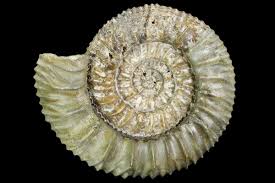 3.8 out of 5 stars 19 ratings. About Ammonites Fossilera Com