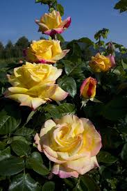 La tradizione delle rose meilland, conosciute in tutto il mondo per la loro eleganza e per la resistenza, prende avvio a lione, in francia, alla fine dell'ottocento e prosegue tutt'oggi con una produzione distribuita lungo ben 600 ettari di terreno in differenti zone del mondo, come la spagna, l'olanda e la california. Meilland Des Roses De Legende La Terre Est Un Jardin