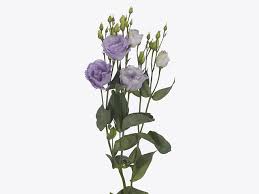 Image result for eustoma Balboa