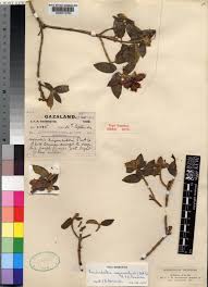 Image result for Dissotis swynnertonii