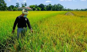 Pasal 83 ayat (3) huruf a menyebutkan penggunaan dan pemanfaatan wilayah desa dalam rangka penetapan kawasan pembangunan sesuai dengan tata ruang kabupaten/kota. Kawasan Iada Ketara Terengganu Bakal Jadi Negeri Pengeluar Beras Berjenama Mygap Cap Penyu Kitareporters Semua Boleh Jadi Reporter