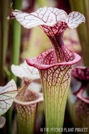 Summer Update Photo Dump Carnivorous Plants Insectivorous Plant Pitcher Plant