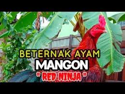 Ayam aduan ori magon atau ayam mangon adalah salah satu ayam adu yang lahir dari hasil perkawinan . Super Istimewa Ternak Ayam Magon Ori Import Super Red Ninja Youtube Ninja Animals Youtube