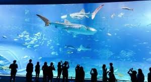 If you have basic carpentry & power tool skills you should have no trouble building your own beautiful acrylic tank. Building A Fish Tank Discus Fish For Sale Discus Fish Discusguy