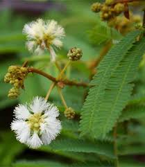 Image result for Acacia adenocalyx