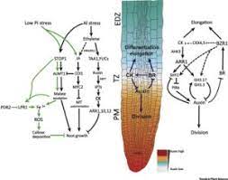 Plant cells come in wide variety of shapes and sizes, and not all contain every feature of described below. Plantae Review The Root Transition Zone A Hot Spot For Signal Crosstalk Tips Plantae