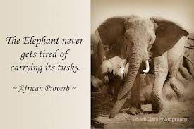 Pin On Elephants God S Creation