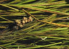 Image result for Stuckenia