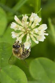 Free Image On Pixabay Bee Clover Flower Klee Clover Flower Bee Insect Pollinators