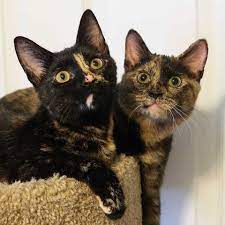 Also called torties for short, tortoiseshell cats combine two colors other than white, either closely mixed or in larger patches. How To Tell The Difference Between Torbie Tortie Calico And Tabby Coat Color Cole Marmalade