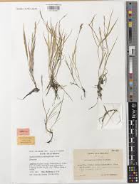 Image result for Anthoxanthum nivale