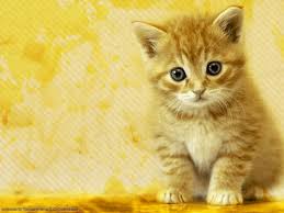 Ws Golden Cat 1024x768 Jpg Jpeg Image 1024x768 Pixels Scaled 91 Cat Wallpaper Kitten Wallpaper Cute Cat Wallpaper
