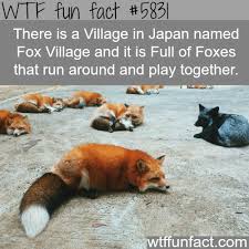 Fox Village In Japan Wtf Fun Facts Fun Facts Wtf Fun Facts Weird Facts