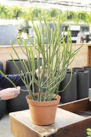 Image result for Euphorbia