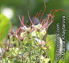 Image result for Intsia