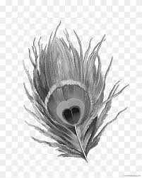 peacock drawing feather peafowl single peacock feathers christian bird indian peafowl black and white feather peafowl single peacock feathers png pngwing peacock drawing feather peafowl