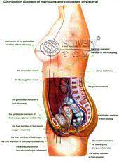 They enter the broad ligaments beside the lateral parts of. Female Human Body Diagram Of Organs Diagram Of Female Organs Human Anatomy Diagram Human Body Organs Anatomy Organs Human Body Anatomy