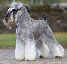 If you are looking to adopt or buy a miniature schnauzer take a look here! Miniature Schnauzer Breeds A To Z The Kennel Club