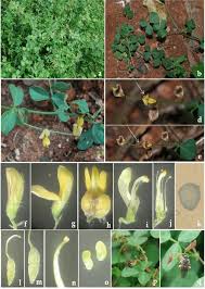 Image result for Rhynchosia