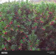Red haven peach has become the #1 commercial peach because it was the first peach of the season that was used for canning. Yew Tree Red Fruits Image Photo Free Trial Bigstock