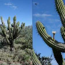 Helpful graphic of trichocereus classifications. Pdf Nutritional Profile Of Trichocereus Terschekii Parmentier Britton Rose Stems