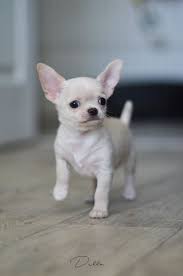 White Chihuahua Guy Chihuahua Puppies Teacup Chihuahua Puppies Baby Animals