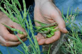 Image result for root-tail