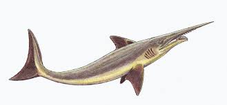 Although gladbachus is known only from a single specimen it is significant because its resin casing has preserved much of its exterior, or endoskeleton. List Of Prehistoric Cartilaginous Fish Genera Wikipedia