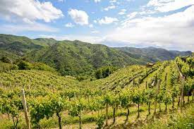 Es handelt sich um ein es ist die geburtsstätte von drei docs: Abruzzen Wein Aus Der Region In Mittelitalien