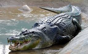 Saltwater Crocodile Facts Habitat Bite Diet Life Cycle