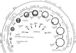 Ovary Follicle Development An Overview Sciencedirect Topics