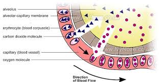 Pin On Nursing Respiratory