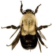 The genus contains about 250 different species, mostly in the northern hemisphere. Current Honey Bee And Bumble Bee Stocking Information Pollination