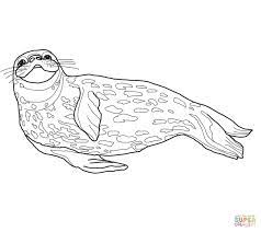 • if something doesn't seem right to you, report it to the moderators. Baby Seal Coloring Pages Coloring Home