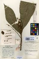 Image result for Argomuellera