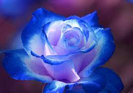 Download and use 80,000+ rose flower stock photos for free. 50 Free Blue Roses Wallpaper On Wallpapersafari
