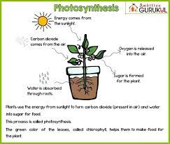 Photosynthesis Photosynthesis Light Energy Energy