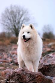 Enjoy our curated selection of 118 ganyu (genshin impact) wallpapers and background images. 99 Ide Samoyed Terbaik Anjing Hewan Anjing Lucu