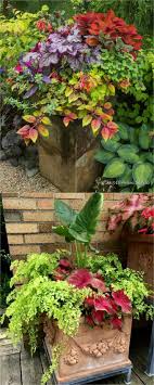 Honeysuckle fuchsia (fuchsia triphylla 'gartenmeister bonstedt') is still going strong, more than 100 years after the creation of this hybrid. Coleus Sedona Heuchera Spellbound Gartenmeister Fuchsia Oxalis Iron Cross Golden Feverfew Fuchsia Autu Garden Plant Pots Garden Containers Plants
