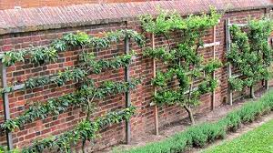 Apple, crabapple, and pear trees are the typical choices but many fruit trees work well to espalier. On Training A Fruit Tree Architectural Digest