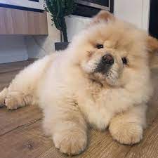 Pets Dogs Cats Cute Chow Chow Puppy Cute Baby Dogs Chow Dog Breed