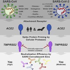 This vaccine may also be referred to as kconvac. Sars Cov 2 Cell Entry Depends On Ace2 And Tmprss2 And Is Blocked By A Clinically Proven Protease Inhibitor Sciencedirect